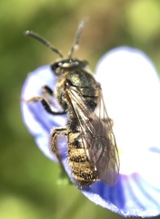 Lasioglossum bruneri