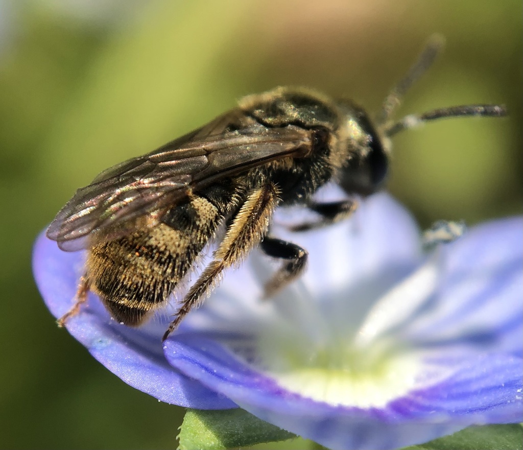 Bruner's Sweat Bee
