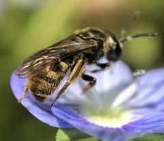 Lasioglossum bruneri