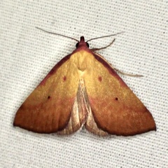 Phytometra rhodarialis