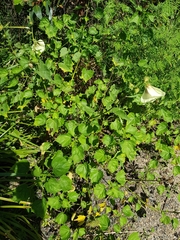 Hibiscus diversifolius diversifolius