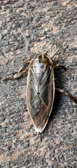 Lethocerus indicus