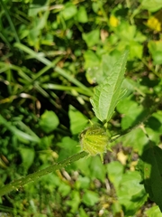 Hibiscus diversifolius diversifolius