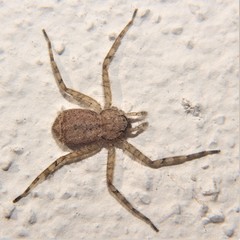 Selenops lindborgi