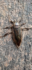 Lethocerus indicus