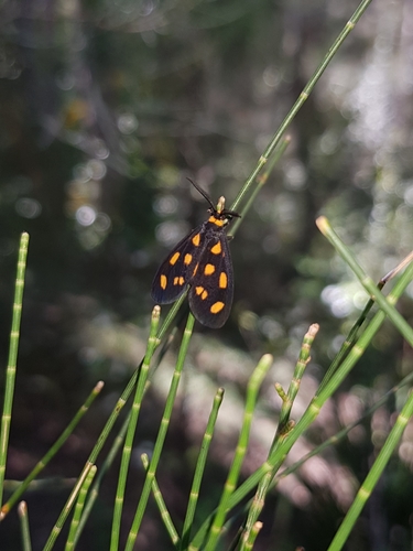 Asura cervicalis