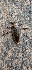 Lethocerus indicus