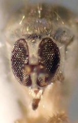 Tachydromiinae