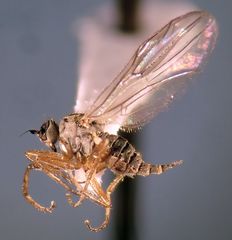 Tachydromiinae