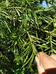 Podocarpus parlatorei