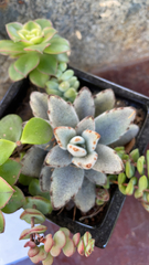 Kalanchoe tomentosa
