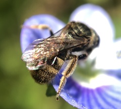 Lasioglossum bruneri
