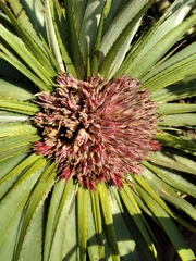 Puya nana