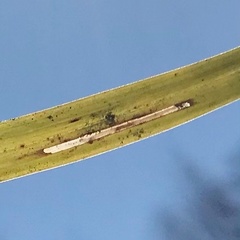 Cosmopterix clemensella