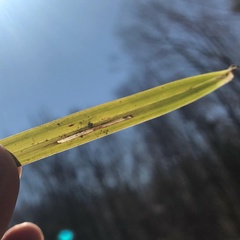 Cosmopterix clemensella