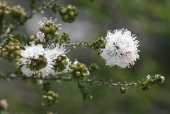 Kunzea micrantha