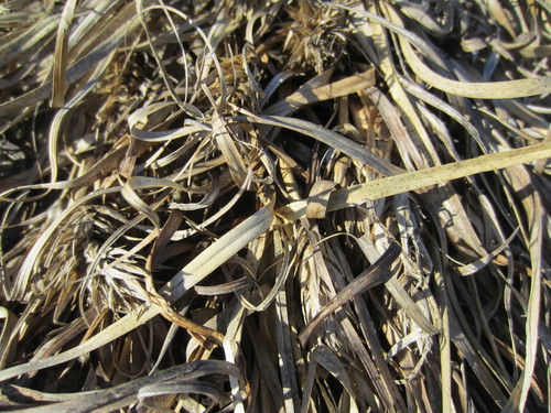 Image of Carex kobomugi by (c) Bonnie Semmling, some rights reserved (CC BY)