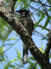 Cyanocitta cristata image