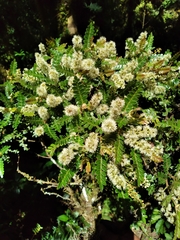 Weinmannia fagaroides