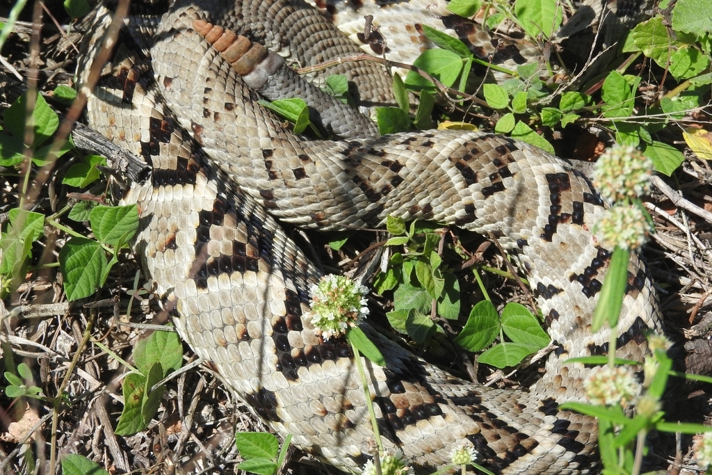 Yucatan Neotropical Rattlesnake