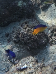 Stegastes flavilatus