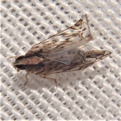 Nymphocixia caribbea