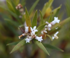 Leucopogon australis