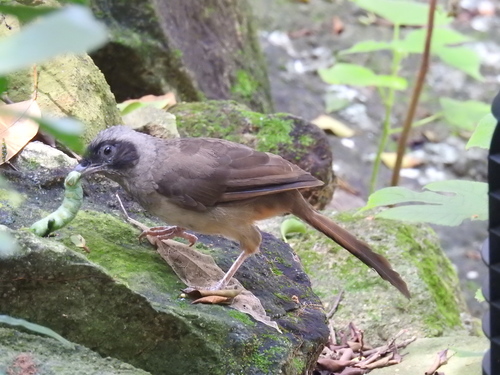 Pterorhinus perspicillatus
