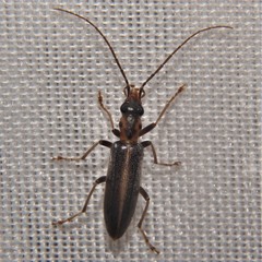 Oxycopis