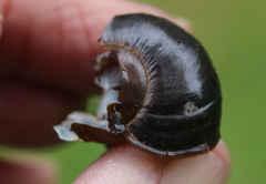 Victaphanta compacta
