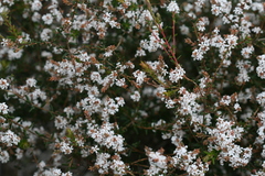 Leucopogon australis