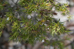 Leucopogon australis