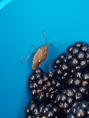 Omyta centrolineata siccior