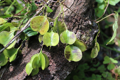 Dioscorea transversa