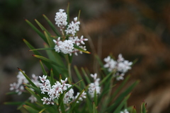 Leucopogon australis