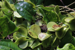 Dioscorea transversa