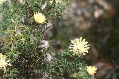 Petrophile divaricata