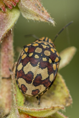 Orsilochides scurrilis