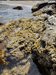 Colpomenia tuberculata