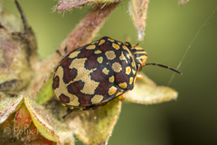 Orsilochides scurrilis