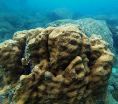 Gardineroseris planulata