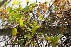 Centrosema pubescens