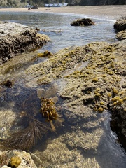 Colpomenia tuberculata