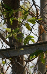 Centrosema pubescens