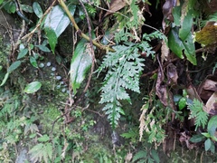 Asplenium ritoense