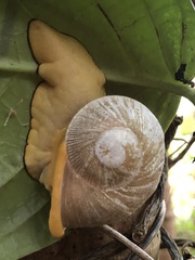 Parthena acutangula