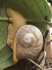 Parthena acutangula