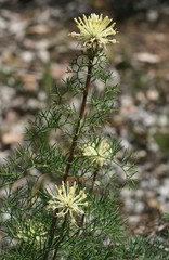 Petrophile divaricata
