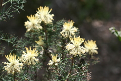 Petrophile divaricata