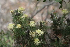 Petrophile divaricata
